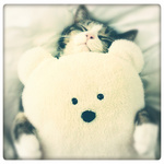 Аватар Кошка спит в обнимку с игрушечным медведем