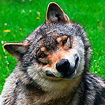 Аватар Волк улыбается, лежа на траве