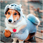 Аватар Собака породы вельш-корги в костюме белки, под снегопадом