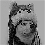 Аватар Собака породы хаски в шапке