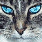 Аватар Кот с голубыми глазами