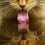 Аватар Рыжий кот лакает воду под дождем