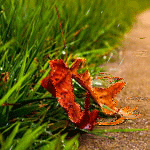 Аватар Желтый лист лежит у дороги под дождем