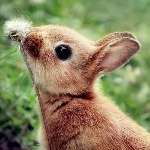 Аватар Маленький кролик нюхает одуванчик
