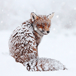 Аватар Лиса под снегопадом