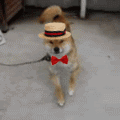 Аватар Собака породы акиту - ину танцует в шляпе и бабочке