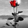 Аватар Красная и белая роза на фоне моря