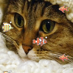 Аватар Мордочка кошки в вязанной шапке, перед ней плавают рыбки