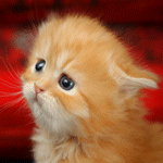 Аватар Рыжий котенок с несчастной мордочкой