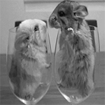 Аватар Две мыши целуются, выглядывая из стеклянных бокалов