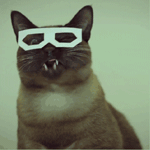 Аватар Кот в бумажных очках
