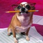 Аватар Пес с карандашом и в очках